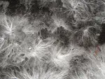 Project Mycelium